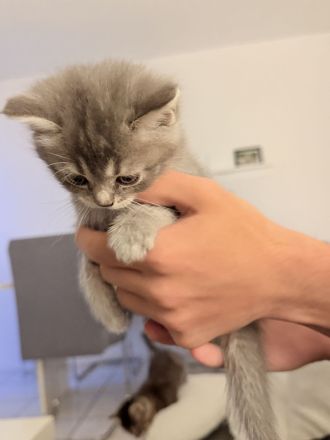 🐾 Süße BKH-Mix Kitten suchen ein liebevolles Zuhause 🐾