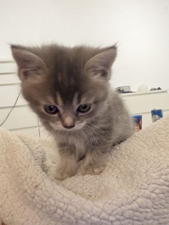 🐾 Süße BKH-Mix Kitten suchen ein liebevolles Zuhause 🐾