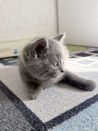 🐾 Süße BKH-Mix Kitten suchen ein liebevolles Zuhause 🐾