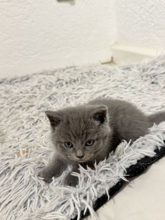 🐾 Süße BKH-Mix Kitten suchen ein liebevolles Zuhause 🐾