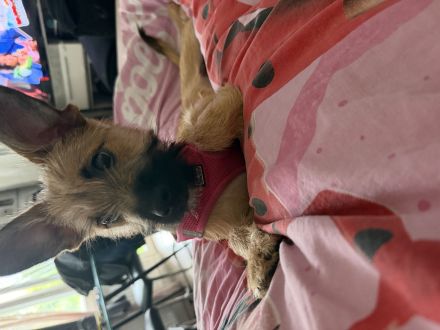Elsa sucht ein schönes zu Hause
