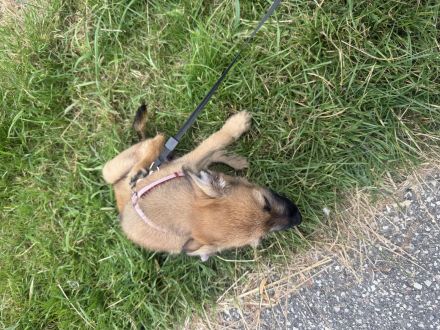 Elsa sucht ein schönes zu Hause
