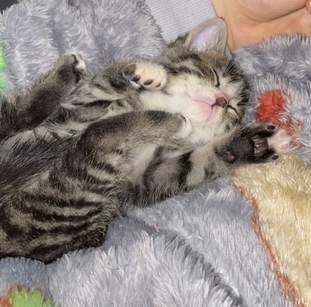 Kater, kitten, Handaufzucht