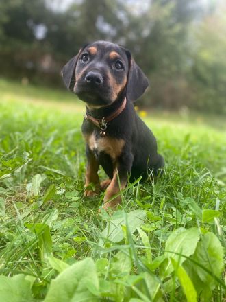 Liebevoller Beagle × Deutscher Pinscher Welpe sucht sein Zuhause