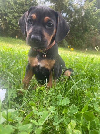 Liebevoller Beagle × Deutscher Pinscher Welpe sucht sein Zuhause