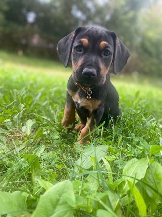 Liebevoller Beagle × Deutscher Pinscher Welpe sucht sein Zuhause