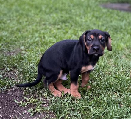 Liebevoller Beagle × Deutscher Pinscher Welpe sucht sein Zuhause