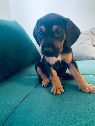 Liebevoller Beagle × Deutscher Pinscher Welpe sucht sein Zuhause
