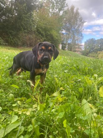 Liebevoller Beagle × Deutscher Pinscher Welpe sucht sein Zuhause