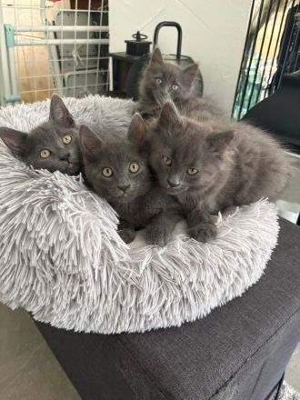 Süße Karthäuser-British Short Hair Kitten