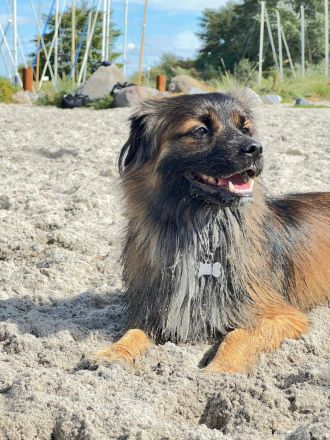 Koda – kleiner Wuschelkopf mit großem Charakter sucht erfahrene Menschen