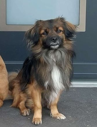Koda – kleiner Wuschelkopf mit großem Charakter sucht erfahrene Menschen