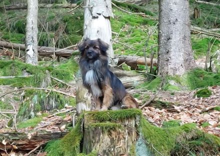 Koda – kleiner Wuschelkopf mit großem Charakter sucht erfahrene Menschen