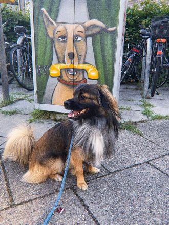 Koda – kleiner Wuschelkopf mit großem Charakter sucht erfahrene Menschen