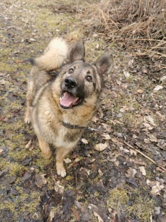 Miron - Energiebündel mit Hundeblick