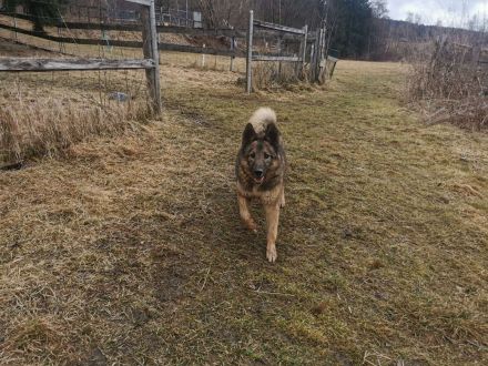 Miron - Energiebündel mit Hundeblick