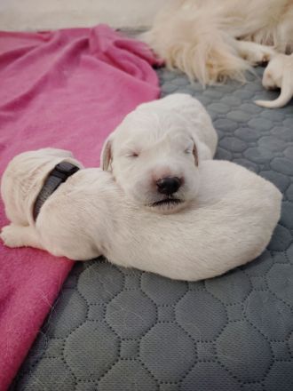 Golden Retriever Welpen