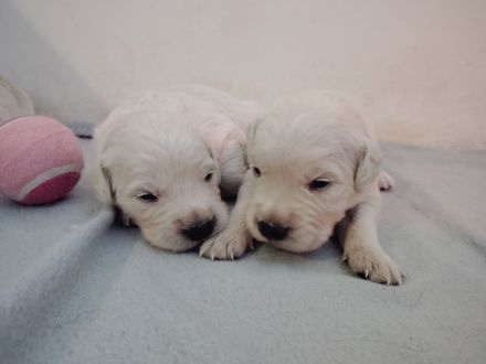 Golden Retriever Welpen