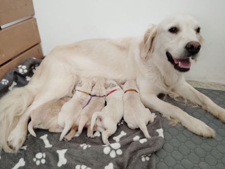 Golden Retriever Welpen