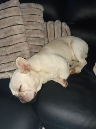 Liebevoller Rüde Französische Bulldogge