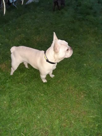 Liebevoller Rüde Französische Bulldogge