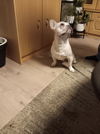 Liebevoller Rüde Französische Bulldogge