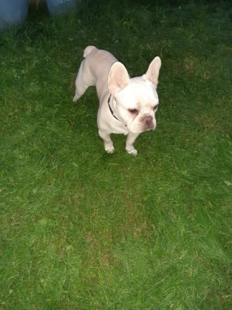 Liebevoller Rüde Französische Bulldogge