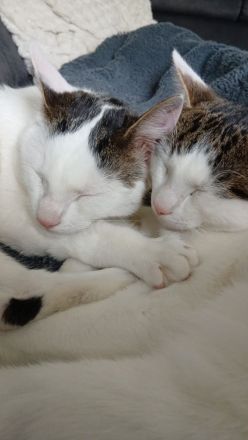 Zwei süße Kater abzugeben