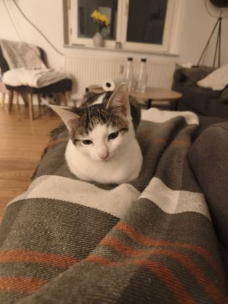 Zwei süße Kater abzugeben