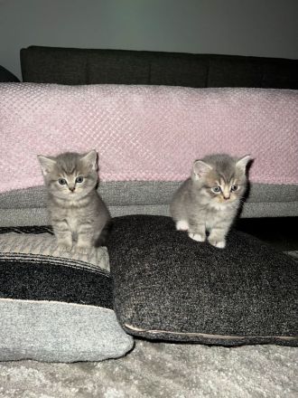 BKH kitten 15.08 geboren