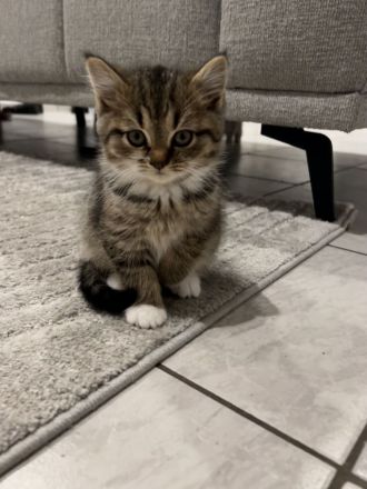 BKH kitten 15.08 geboren