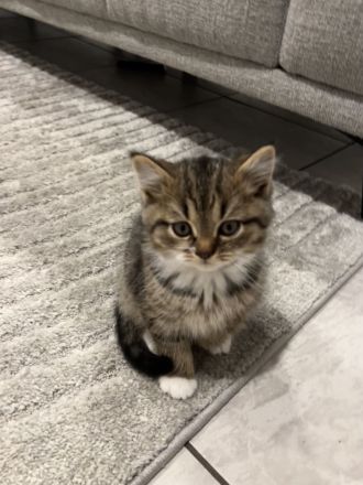 BKH kitten 15.08 geboren