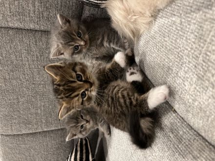 BKH kitten 15.08 geboren