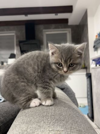 BKH kitten 15.08 geboren