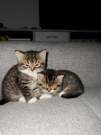 BKH kitten 15.08 geboren