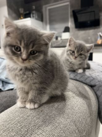 BKH kitten 15.08 geboren