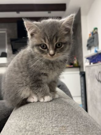 BKH kitten 15.08 geboren