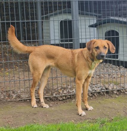 Amia – besondere Hundeseele sucht souveräne Menschen..