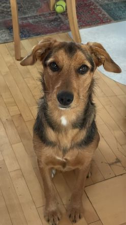 Laika sucht ihren Seelenverwandten...