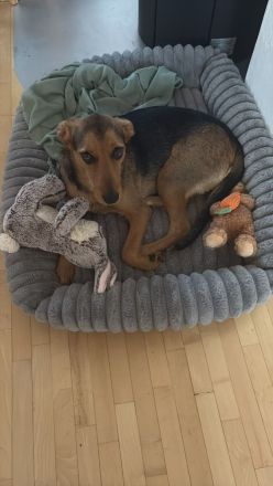 Laika sucht ihren Seelenverwandten...