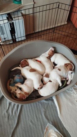 6 Jack Russell Welpen aus liebevoller privater Aufzucht suchen ein Zuhause (PLZ 08280)