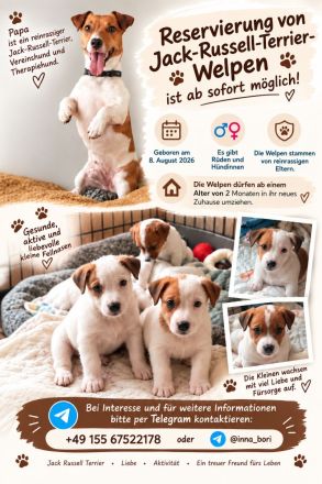6 Jack Russell Welpen aus liebevoller privater Aufzucht suchen ein Zuhause (PLZ 08280)
