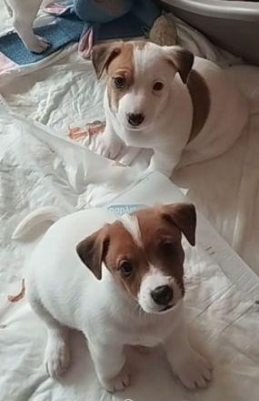 6 Jack Russell Welpen aus liebevoller privater Aufzucht suchen ein Zuhause (PLZ 08280)