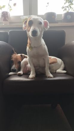 6 Jack Russell Welpen aus liebevoller privater Aufzucht suchen ein Zuhause (PLZ 08280)