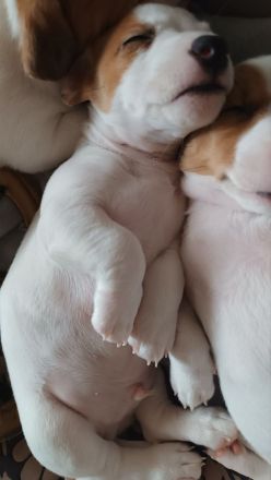 6 Jack Russell Welpen aus liebevoller privater Aufzucht suchen ein Zuhause (PLZ 08280)