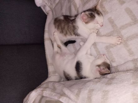 2 kitten brüder