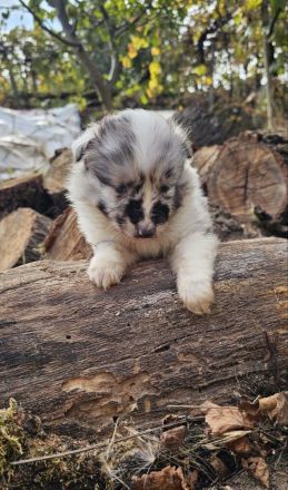 Sheltie-Mädchen