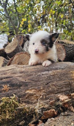 Sheltie-Mädchen