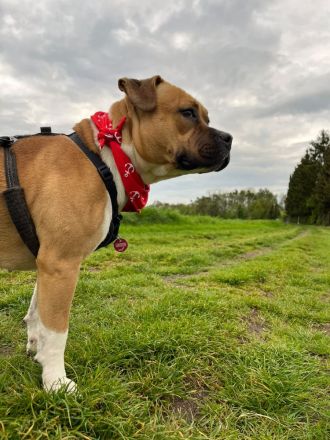 American Stafford Mix