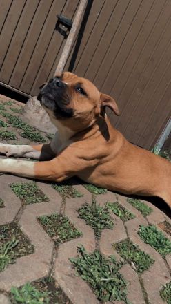 American Stafford Mix